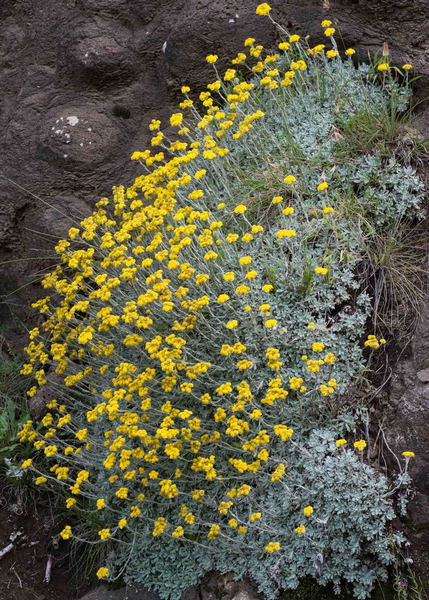 Image of Helichrysum montanum DC.