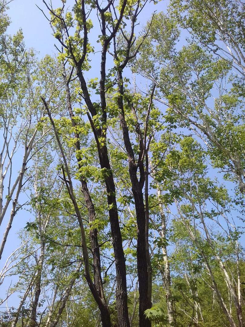 Image of castor aralia