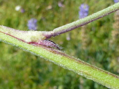 Image of largeleaf lupine