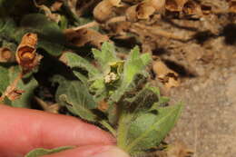 Image of white henbane