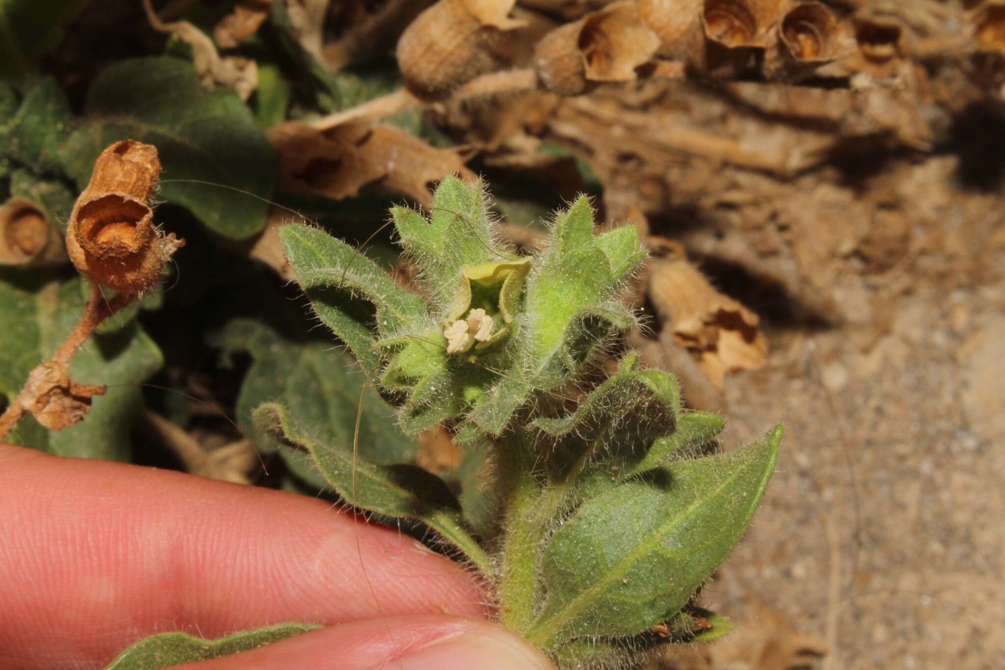 Image of white henbane