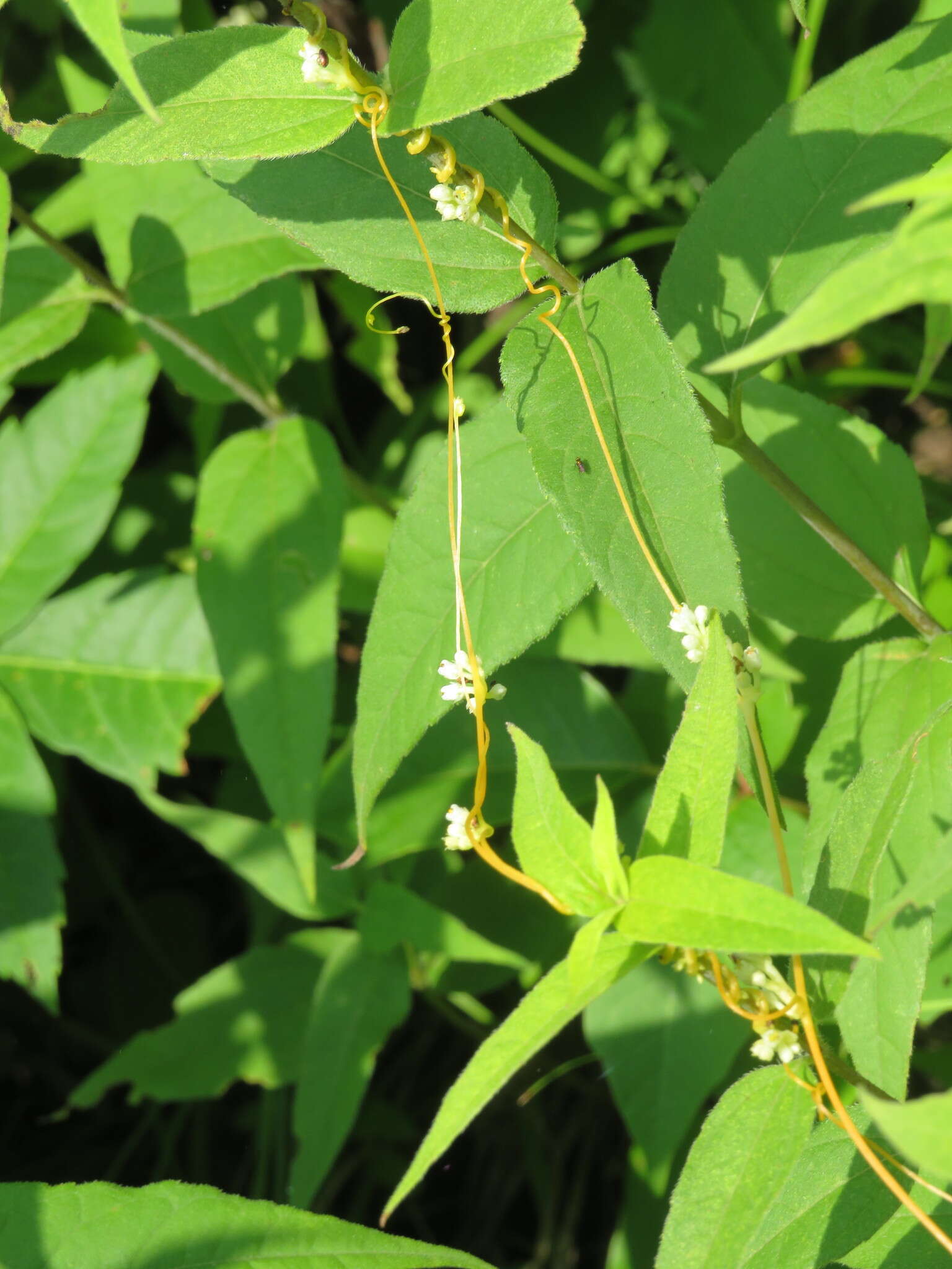 Cuscuta coryli Engelm. resmi