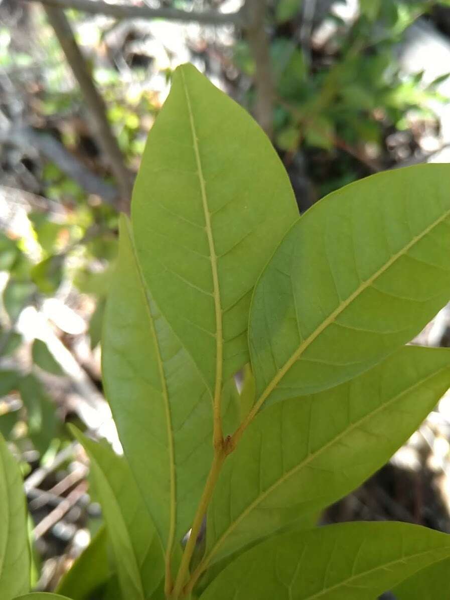 Image of Aglaia brownii C. M. Pannell