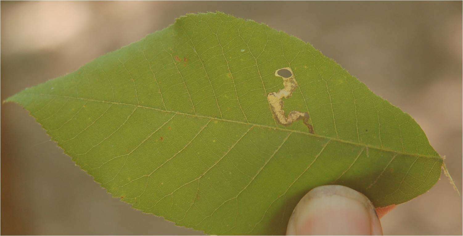 Plancia ëd Coptodisca