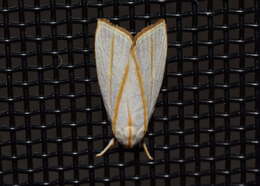 Image of Cryptophasa flavolineata Walker 1864