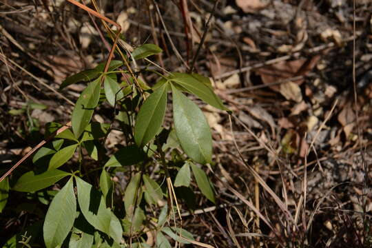 Image of Drooping ironwood