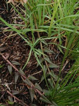 Asclepias multicaulis (E. Mey.) Schltr. resmi