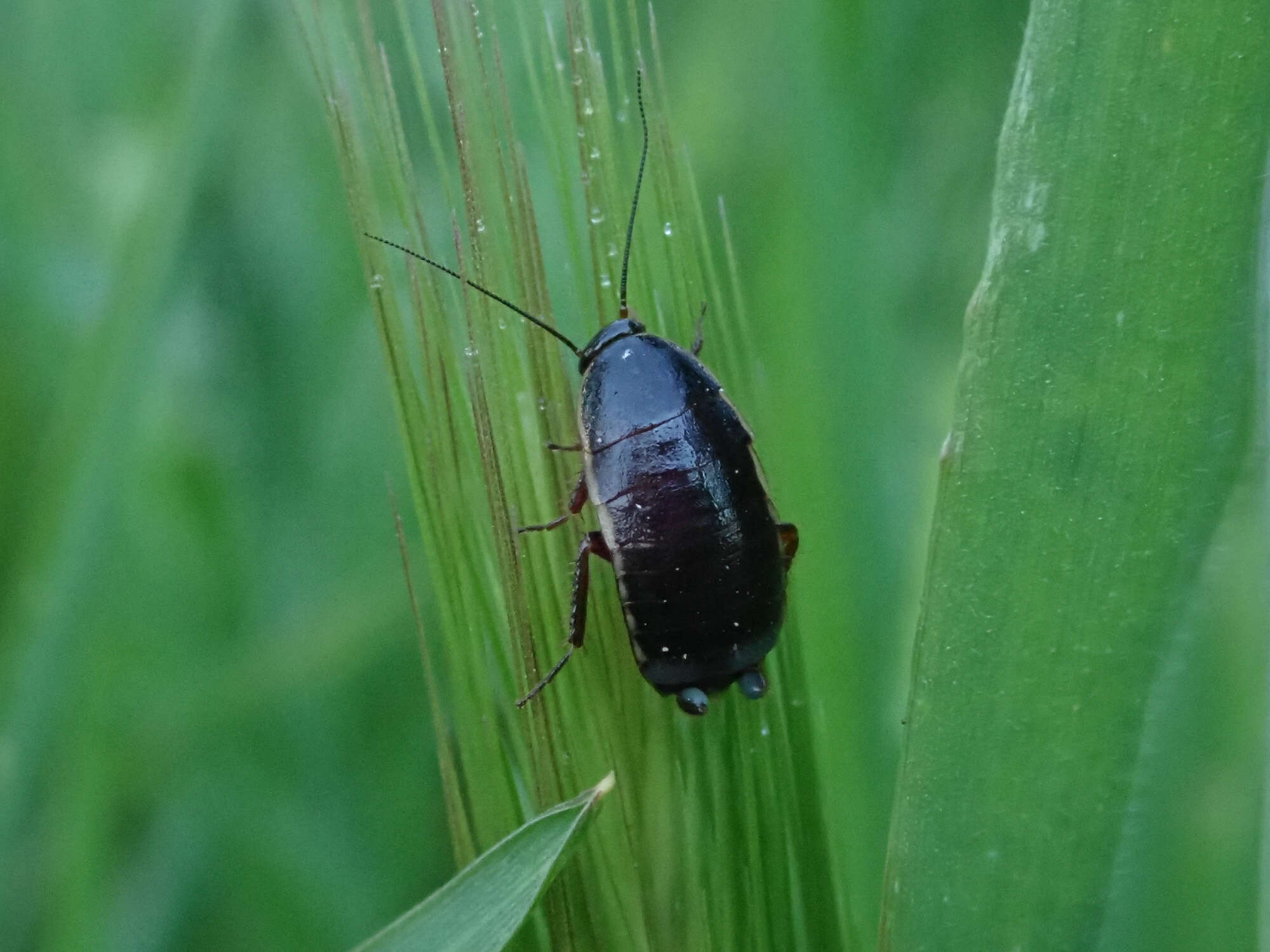 Phyllodromica (Phyllodromica) polita (Krauss 1888)的圖片