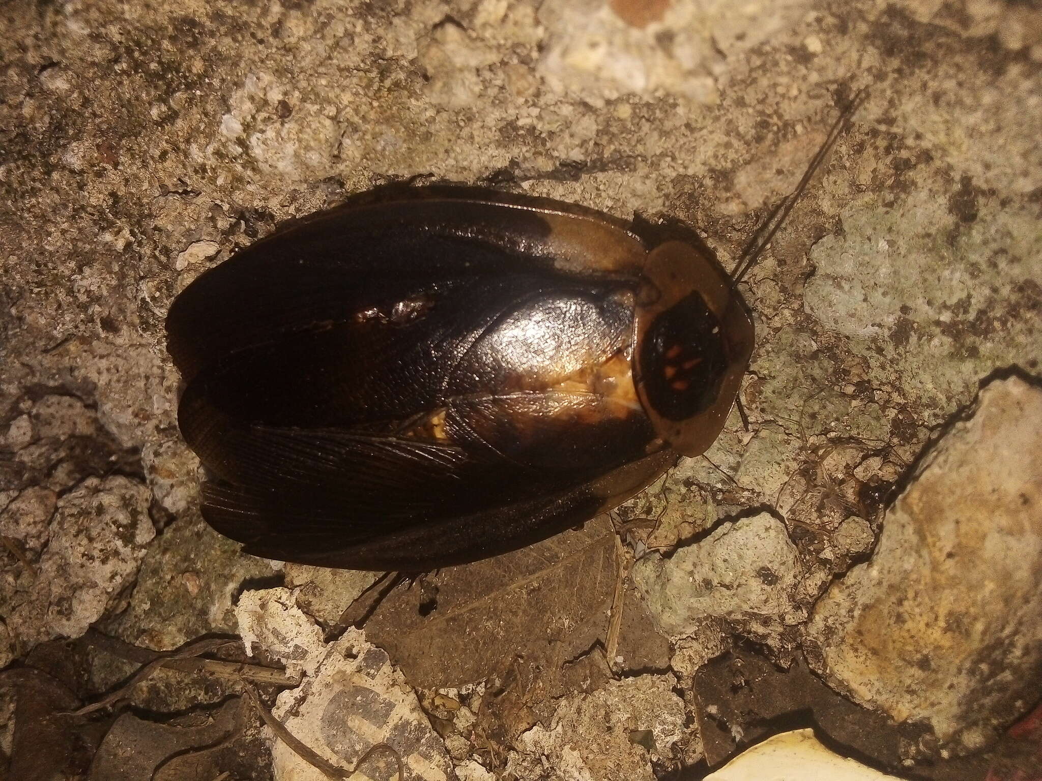 Image of Death's Head Cockroach