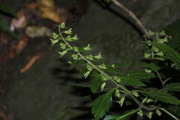 Image of Teucrium taiwanianum T. H. Hsieh & T. C. Huang