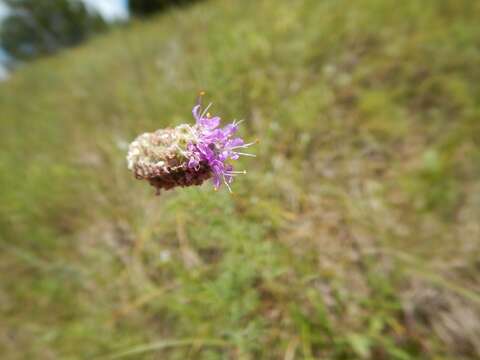 Sivun Dalea purpurea var. arenicola (Wemple) Barneby kuva