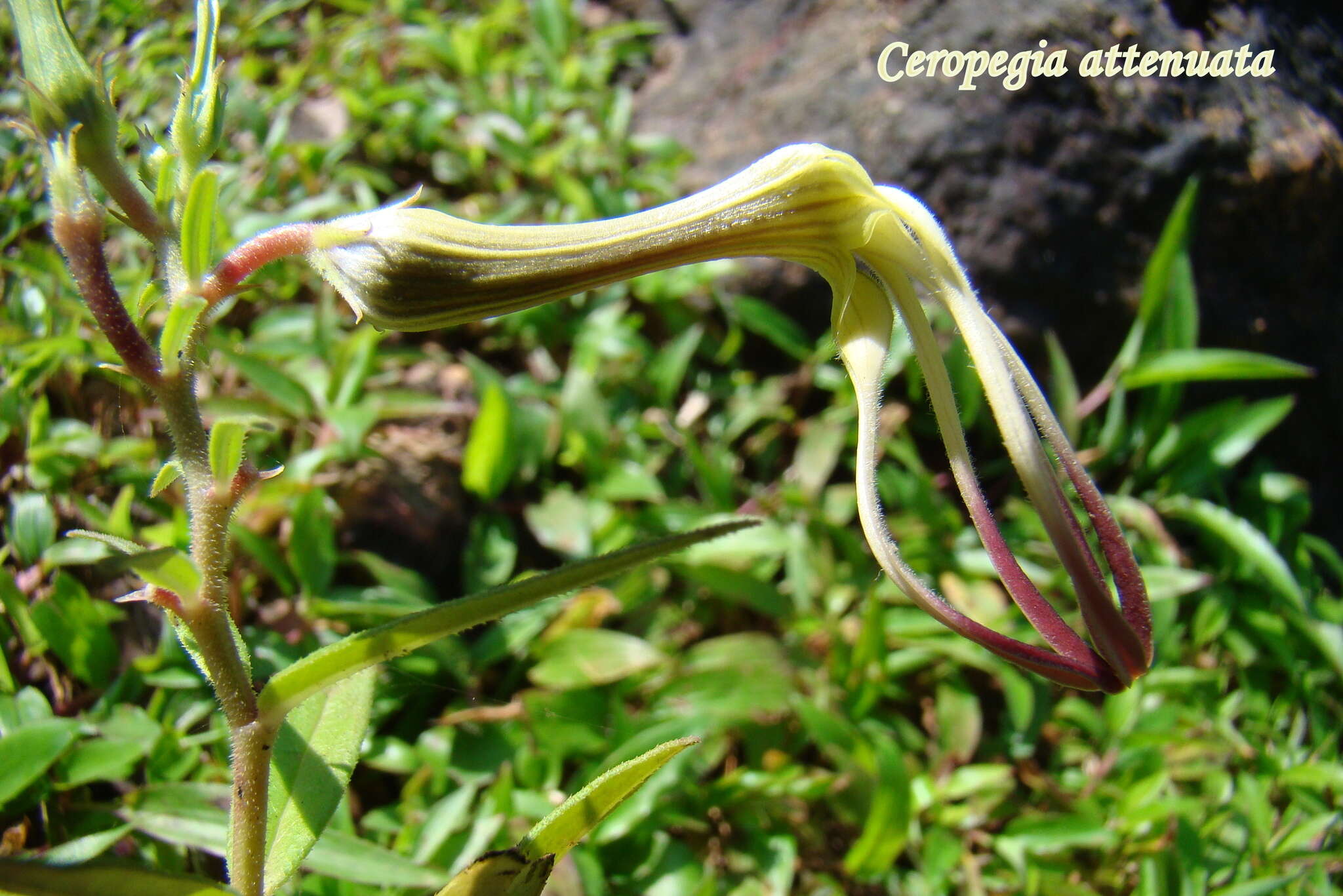 Image de Ceropegia attenuata Hook.