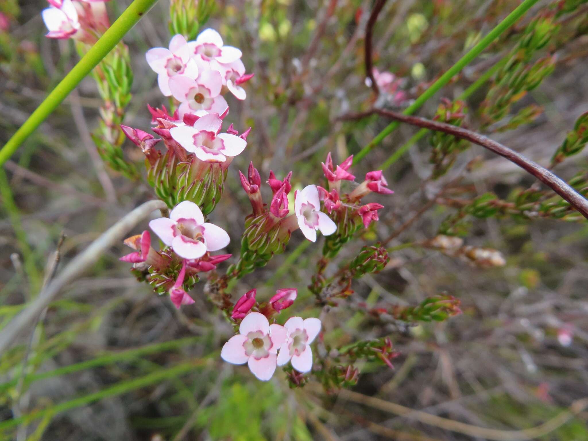 Image of Erica fastigiata var. fastigiata