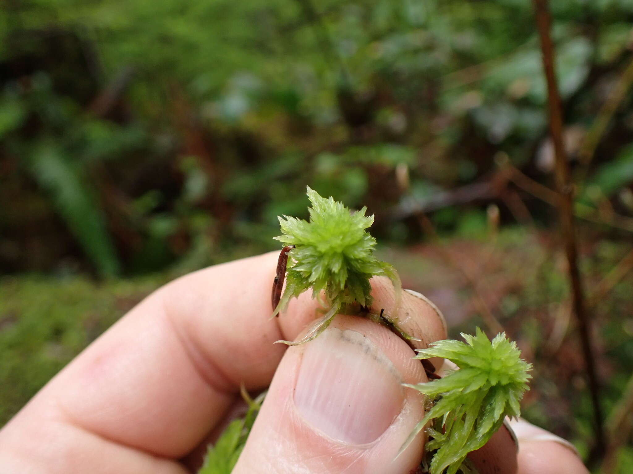 Image de Sphagnum rubiginosum Flatberg 1993