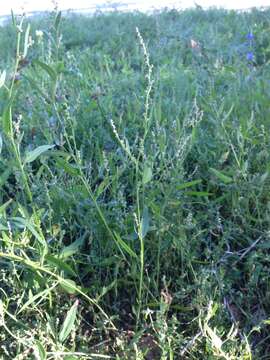 Image of Atriplex intracontinentalis Sukhor.