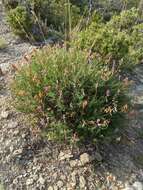 Plancia ëd Hedysarum boveanum subsp. europaeum Guitt. & Kerguelen