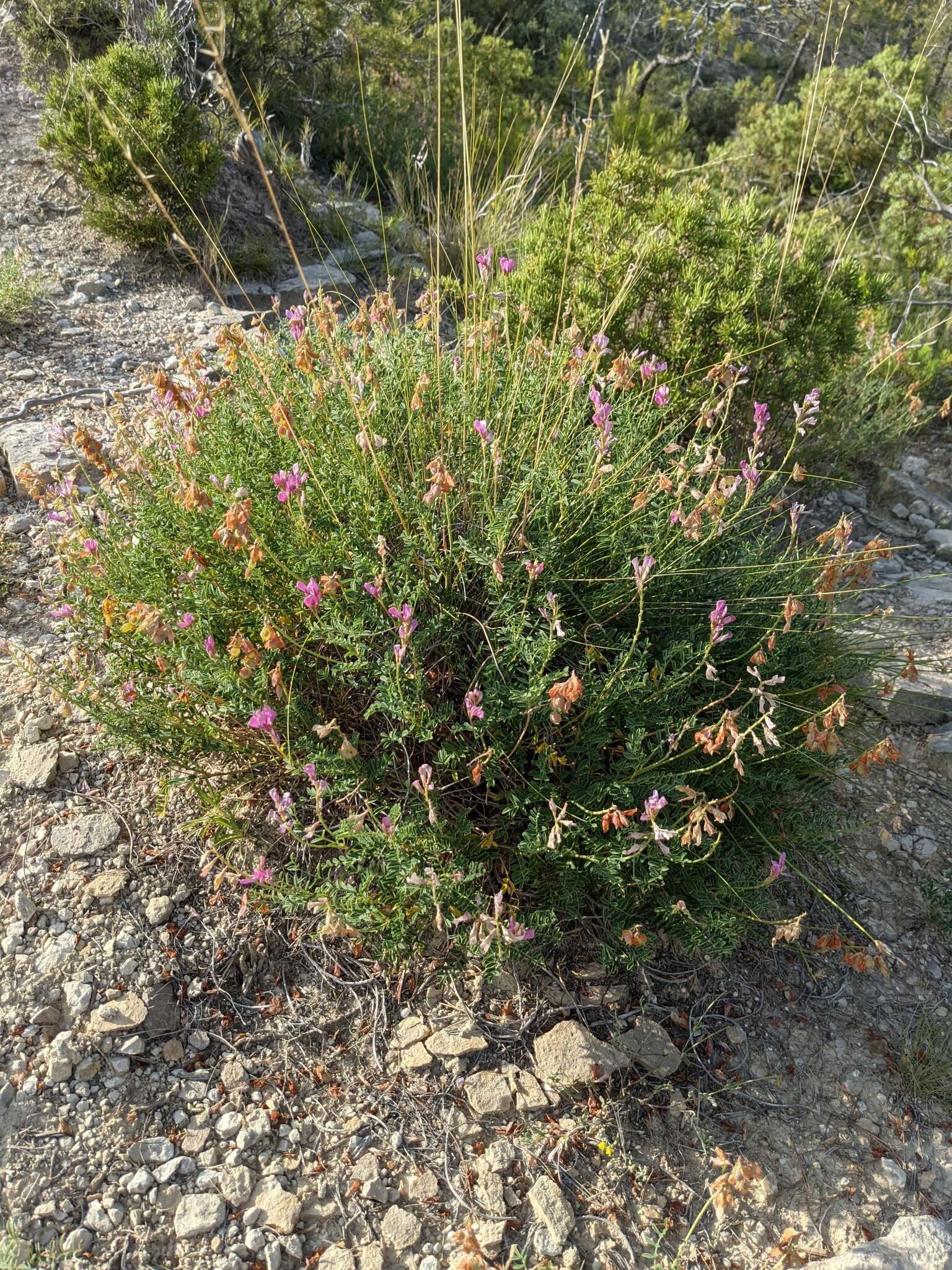 Plancia ëd Hedysarum boveanum subsp. europaeum Guitt. & Kerguelen