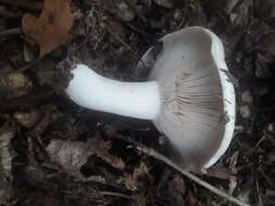 Image de Russula densifolia Secr. ex Gillet 1876