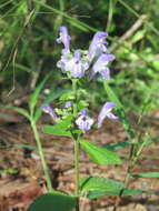 Image of hairy skullcap