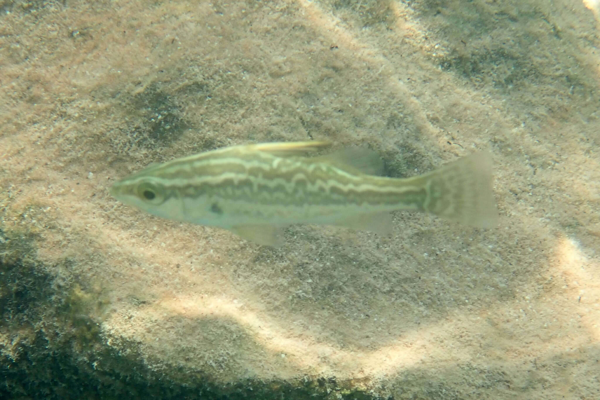 Image of Bigeye lates