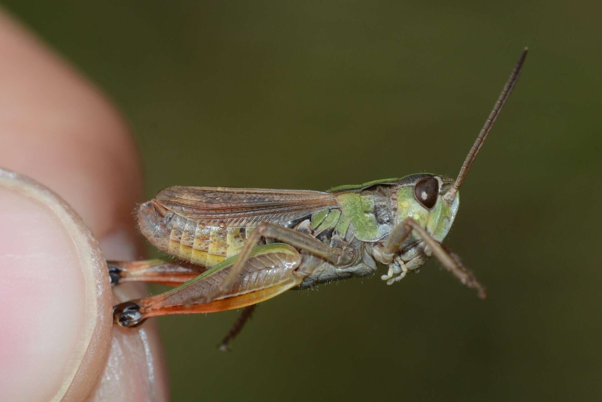 Image of Omocestus (Dreuxius) antigai (Bolívar & I. 1897)