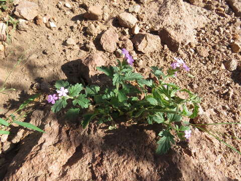 Image of southwestern mock vervain