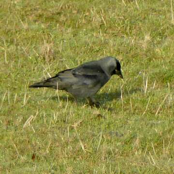 Слика од <i>Corvus monedula spermologus</i>