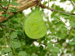 Image of Senegalia gourmaensis (A. Chev.) Kyal. & Boatwr.