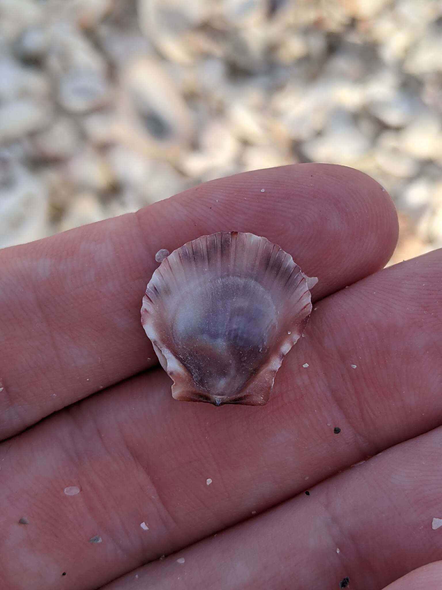 Image of crested oyster