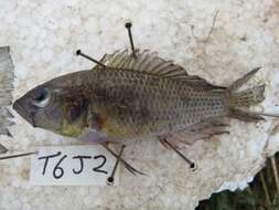 Image de Astatotilapia bloyeti (Sauvage 1883)