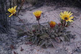 Image de Arctotis verbascifolia Harv.