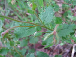 Image of Gonocarpus mezianus (Schindl.) Orchard