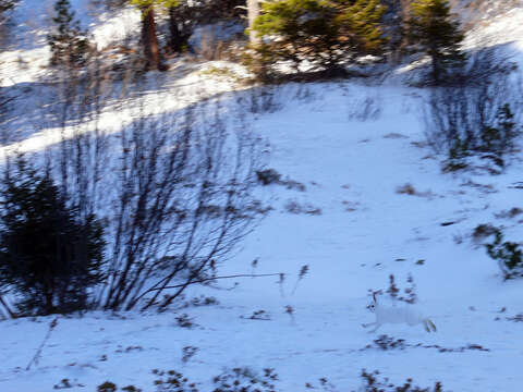 Image of Arctic Hare