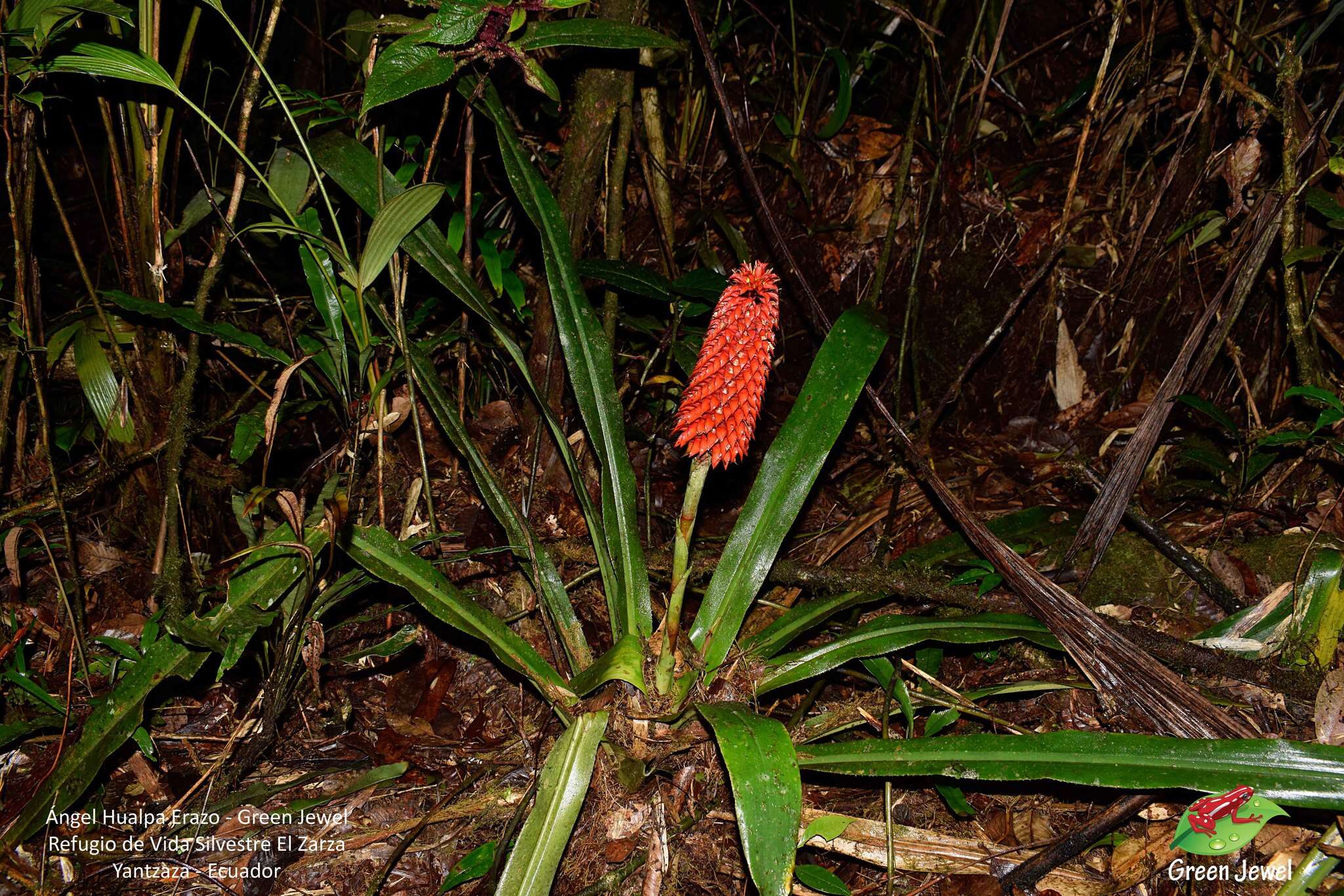 Image of Ronnbergia veitchii (Baker) Aguirre-Santoro