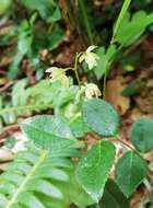 Image of Ephippianthus sachalinensis Rchb. fil.