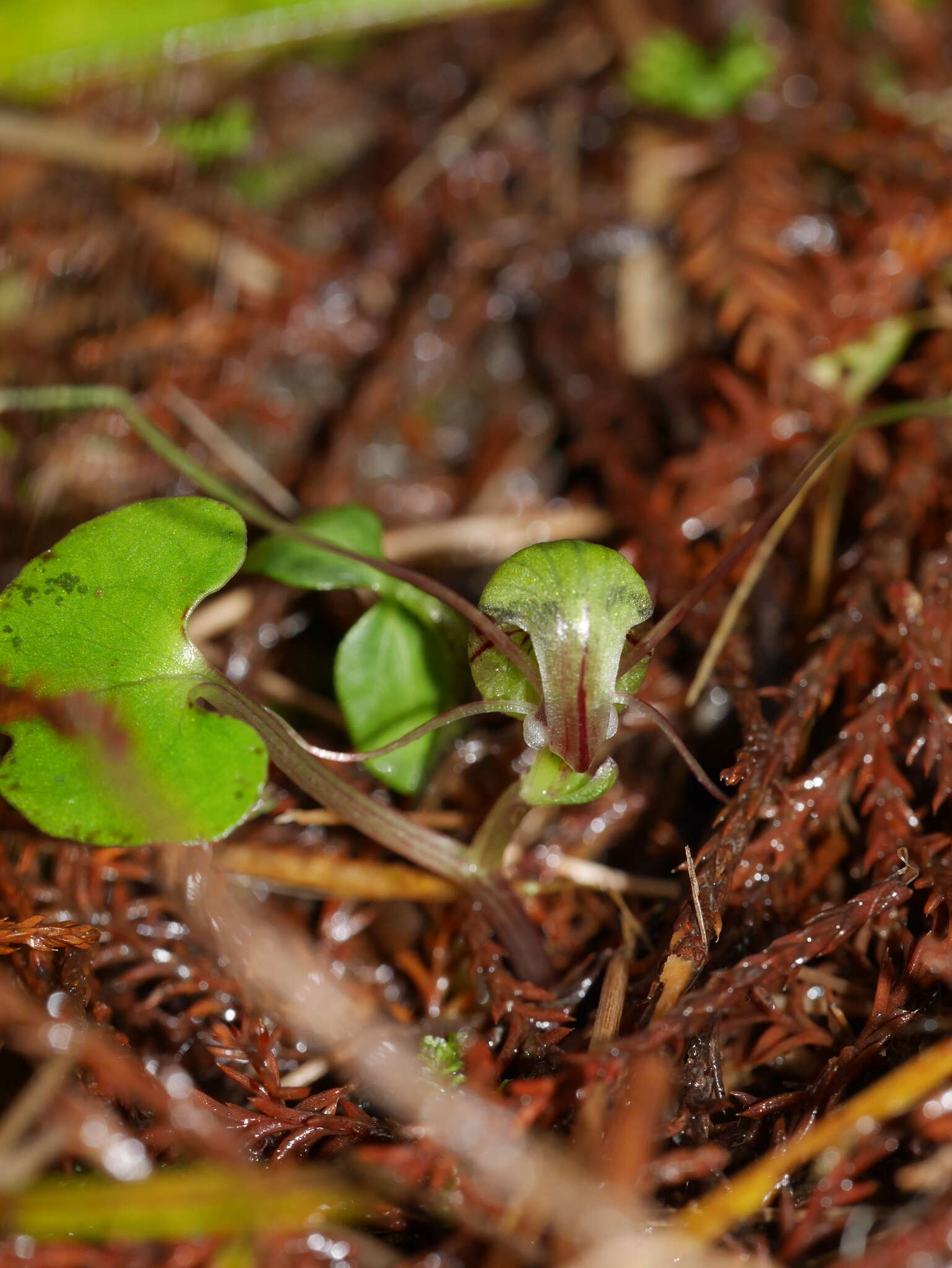 Image of Corybas vitreus Lehnebach