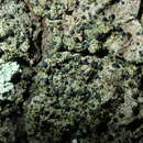 Image of dotted lichen