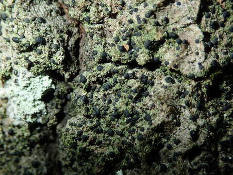 Image of dotted lichen