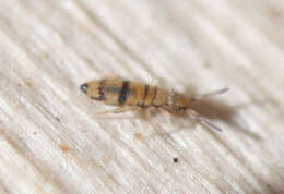 Image of Entomobrya ligata Folsom & JW 1924