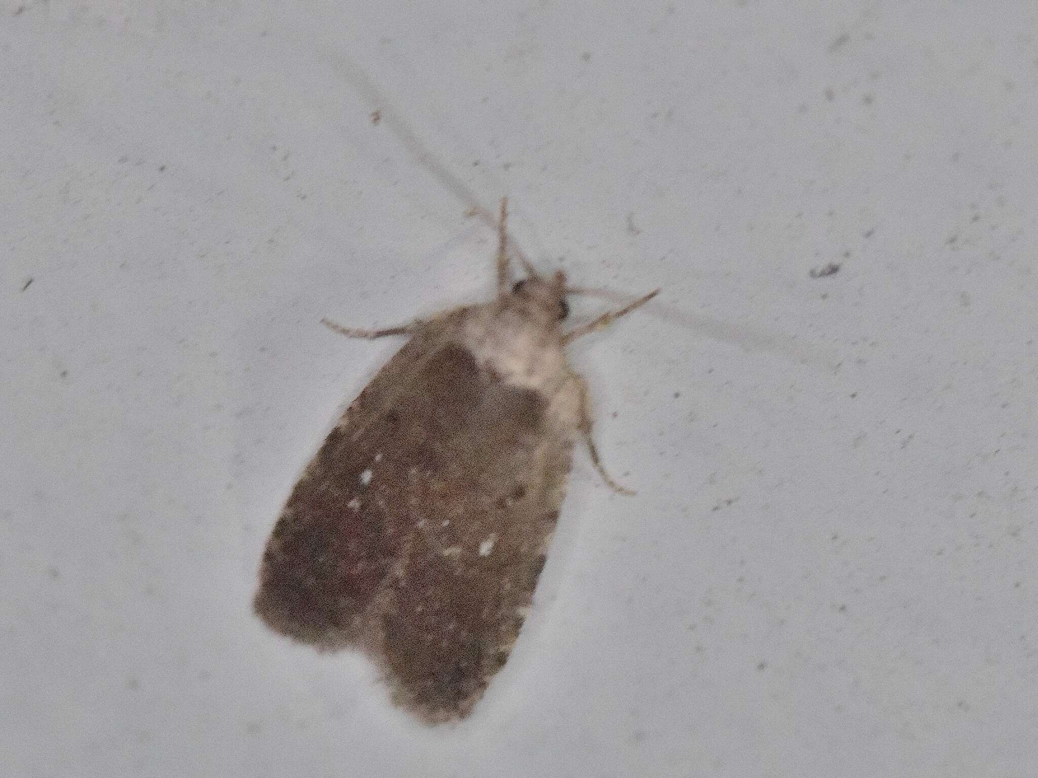 Image of Agonopterix clemensella Chambers 1876