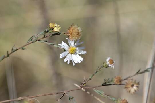 Symphyotrichum moranense (Kunth) G. L. Nesom resmi