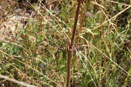 Image of Silphiodaucus hispidus