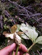 Image of black hellebore