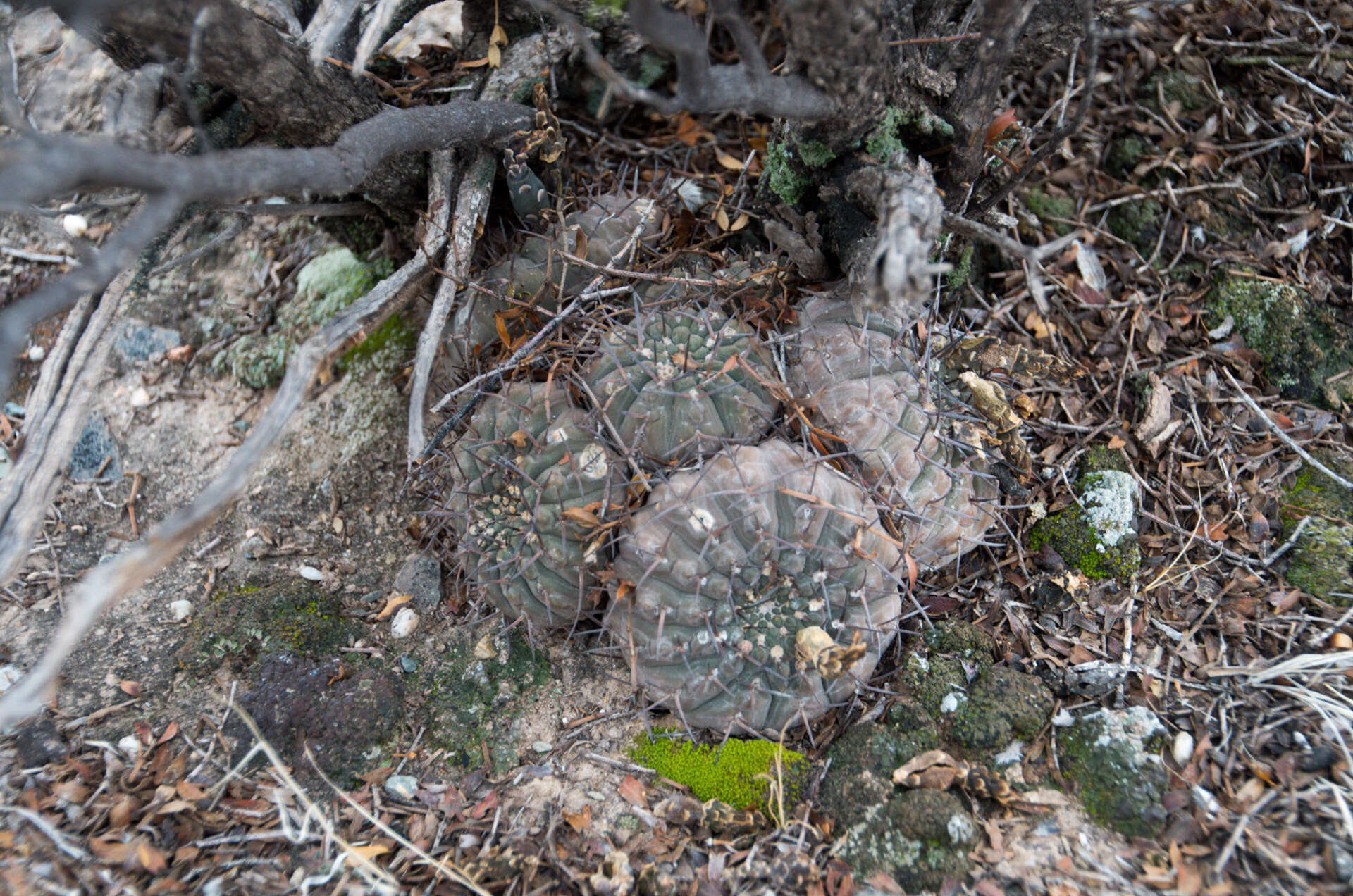 Image of Gymnocalycium bodenbenderianum A. Berger