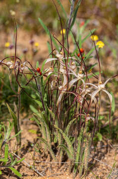 Image of Chameleon orchid