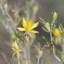 Image of Mentzelia holmgreniorum J. J. Schenk & L. Hufford