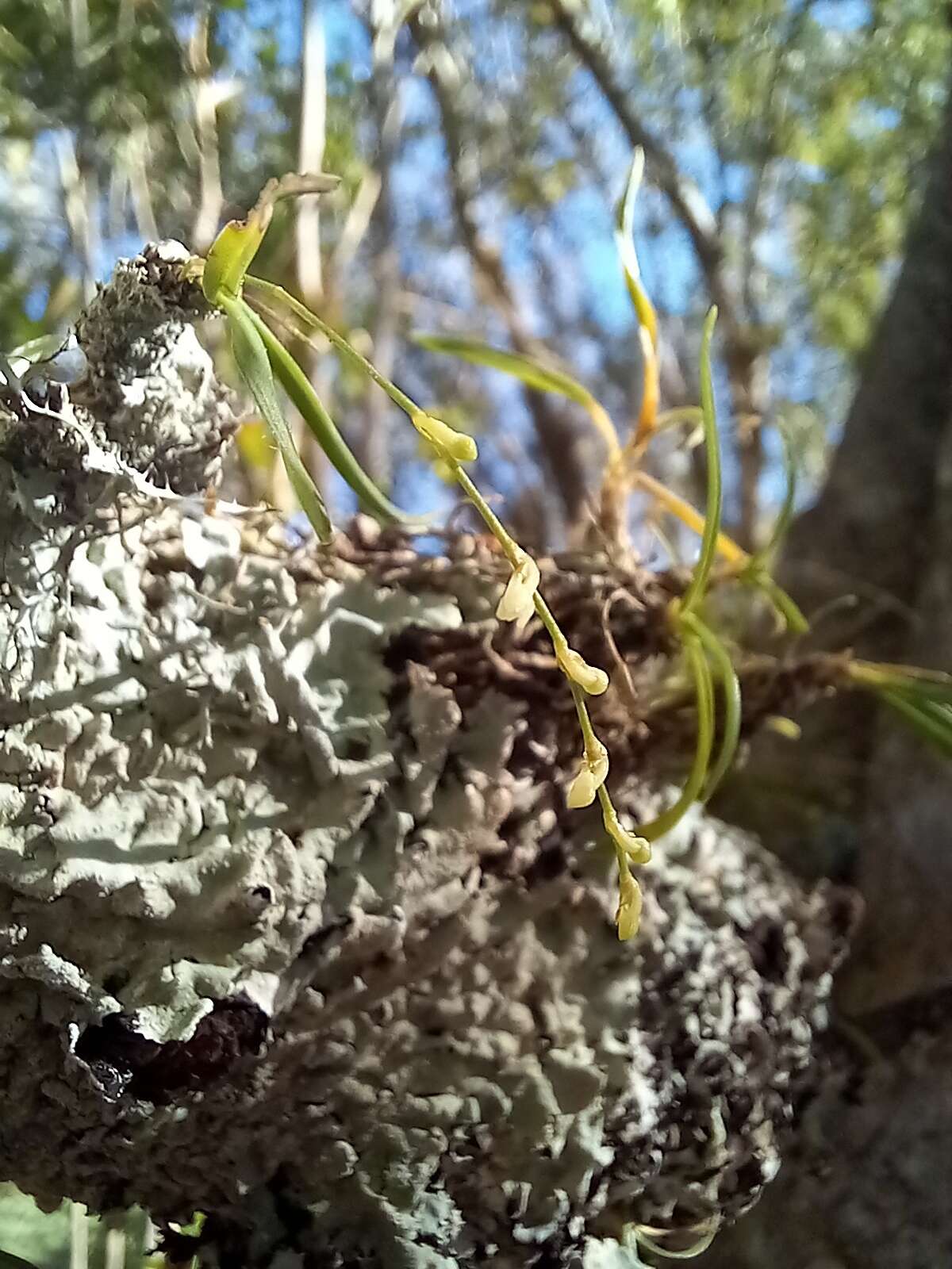 Image of Angraecum pusillum Lindl.