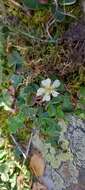 Image of Potentilla montana Brot.