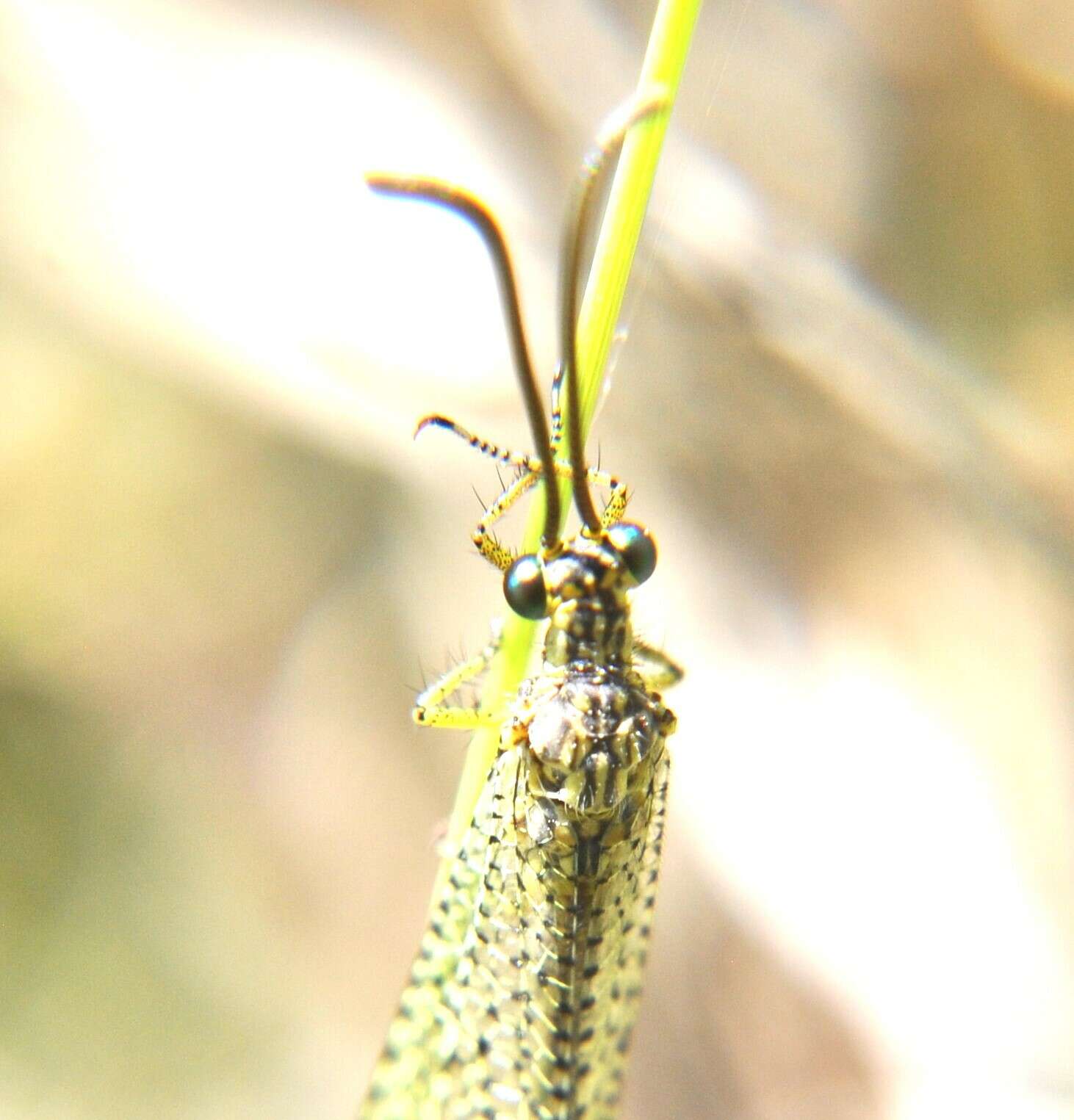 Слика од Brachynemurus versutus (Walker 1853)