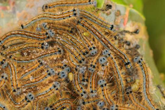 Image of lackey moth